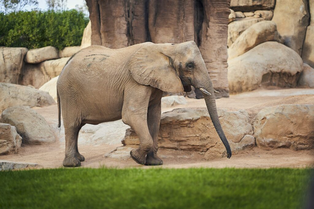 African savannah elephant in a zoo